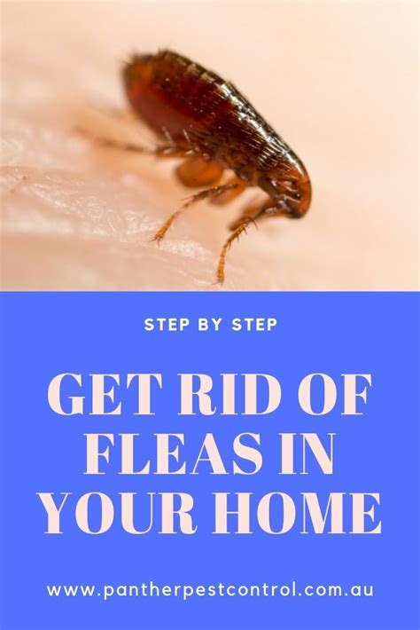 Get Rid Of Fleas In Your Home Step By Step Fleas Vertebrates