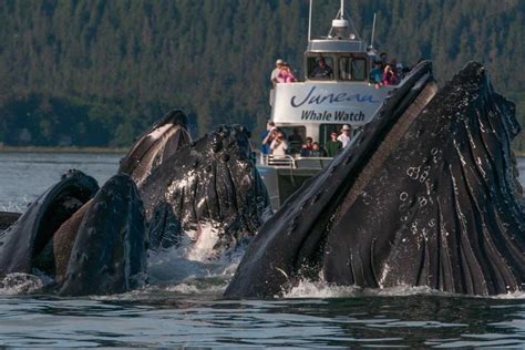 The Best Summer Whale Watching Tours | Travel Channel