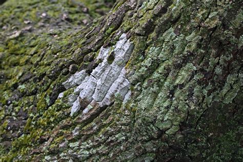 Tree Bark Covered In Lichen And Moss Free Stock Photo Public Domain