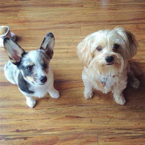 They're adorable dogs that exude royalty, a popular breed because of their darling looks. Cowboy Corgis: Happy Owners