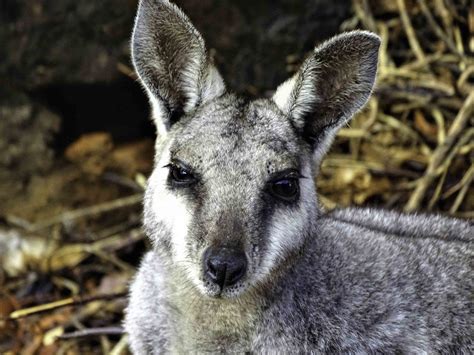 Picture Gallery Australian Wildlife Society