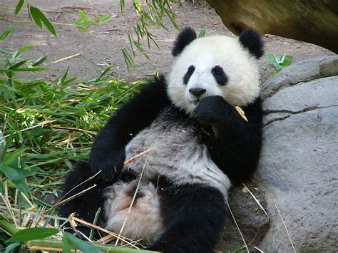 Happy Panda Sad Panda Can You See The Sad Pandas Face Flickr