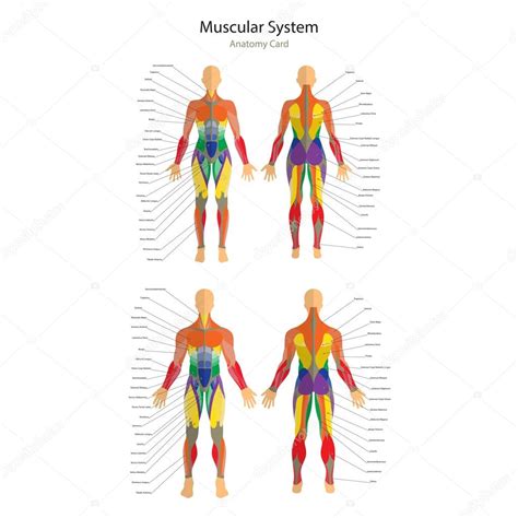 10,03$ исходная цена 10,03 $ (30% скидка). Illustration of human muscles. Female and male body. Gym ...