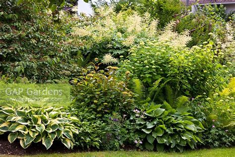 Hydrangeas are a favorite in our zone 7b garden in denver, north carolina. Mixed border with sh... stock photo by Christa Brand ...