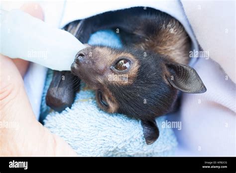 Spectacled Flying Fox Pteropus Conspicillatus Orphan In Care Approx