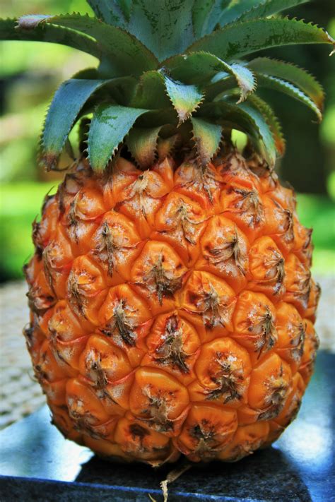 Whole Pineapple Free Stock Photo Public Domain Pictures
