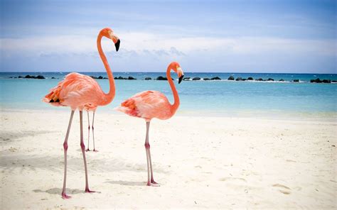 Pink Flamingos On The Beach By The Sea Flamingo Behang Op Het