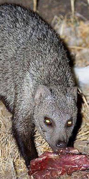 White Tailed Mongoose Kruger National Park Animal Guide