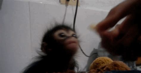 Cute Baby Monkey S Find And Share On Giphy