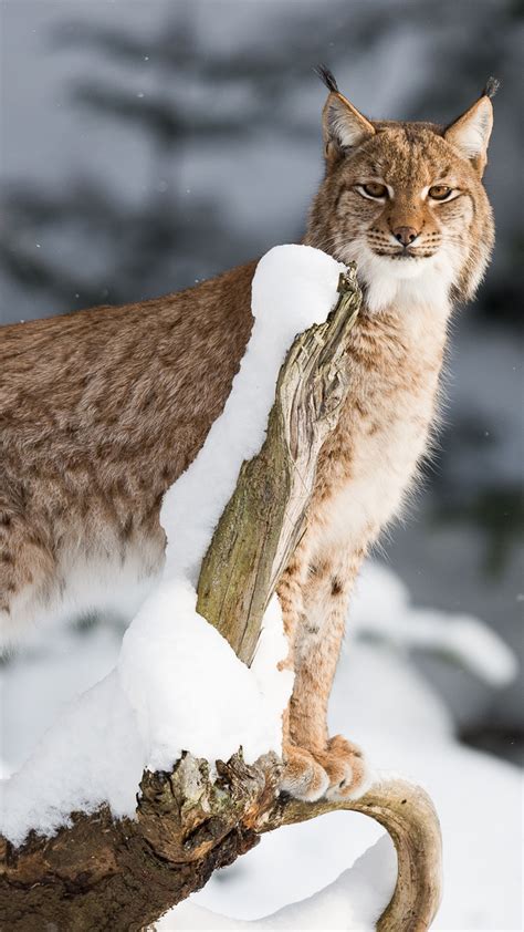 Lynx Big Cat Wildlife Free 4k Ultra Hd Mobile Wallpaper