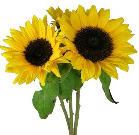 Picture Sunflower Png Transparent Background Free Download 28717