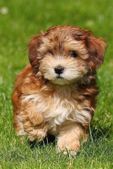 Cute Small Dog Breeds That Don T Shed Moo Seat The Forest