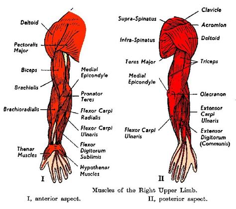 Arm Muscles Diagram Simple