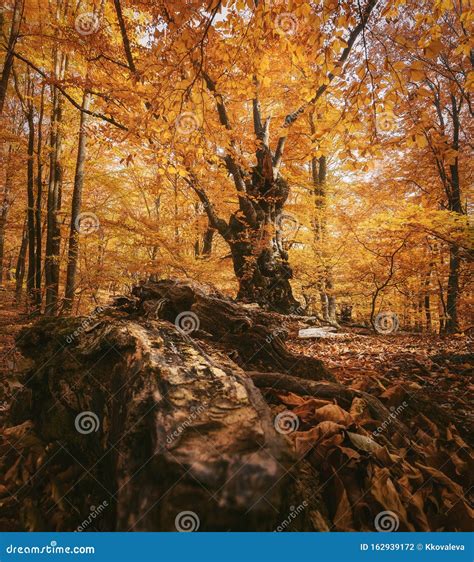 Beautiful Beech Forest With A Fallen Tree In The Foreground Stock Photo