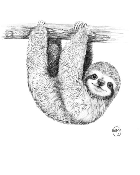Cute Sloth Drawing At Explore Collection Of Cute Sloth Drawing