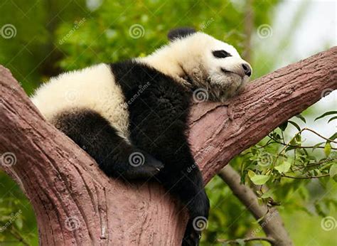 Sleeping Giant Panda Baby Stock Image Image Of Panda 24708677