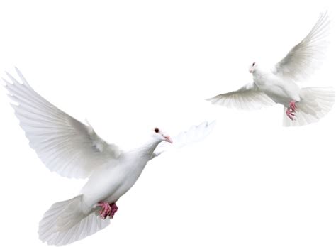 Download White Pigeon Hq Image Free Hq Png Image Freepngimg
