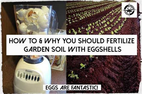Find the most comprehensive list of pest control tips and secrets from more than 100 of the top experts. How To & Why You Should Fertilize Garden Soil With ...