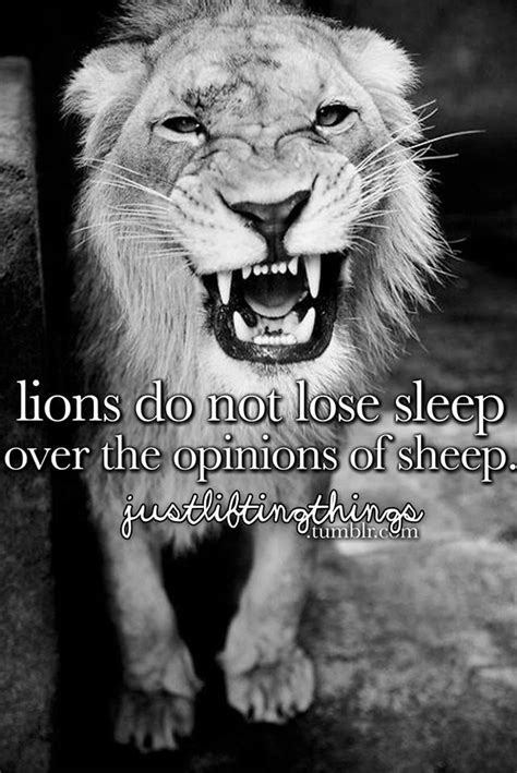 Lions Do Not Lose Sleep Over The Opinions Of Sheep Lions Dont Lose