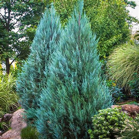 Blue Point Juniper Trees For Sale The Tree Center
