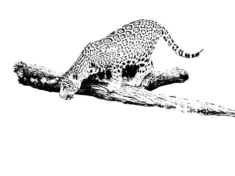 Jaguar Drinking Stencil Cutouts