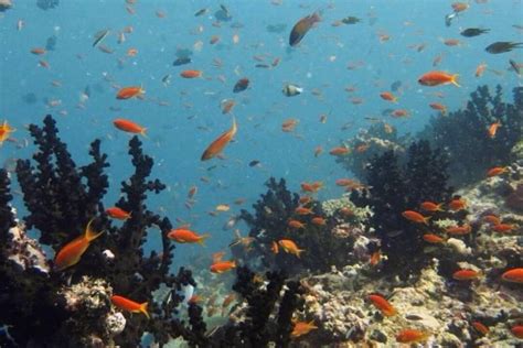 Coral Reef Predators Get 70 Of Their Energy From The Open Ocean