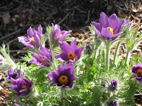 Pasque Flowers At Home Here In Wi State Flower Of South Dakota These