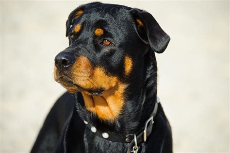 The Rottweiler Is A Strong Powerful Breed With Natural Protective
