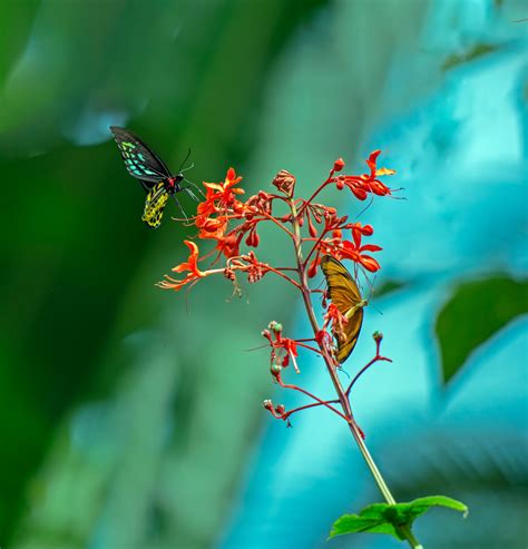 Two Butterfly On Red Flower · Free Stock Photo