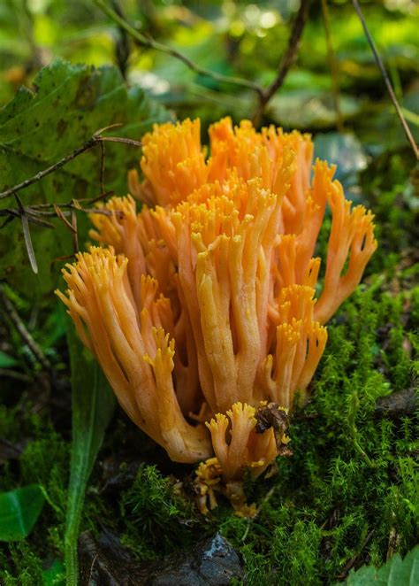 This Photo Features An Orange Coral Mushrooms In A Pacific Northwest