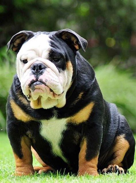 Bulldog ingles color golondrino | English bulldog puppies, Bulldog puppies, Bulldog