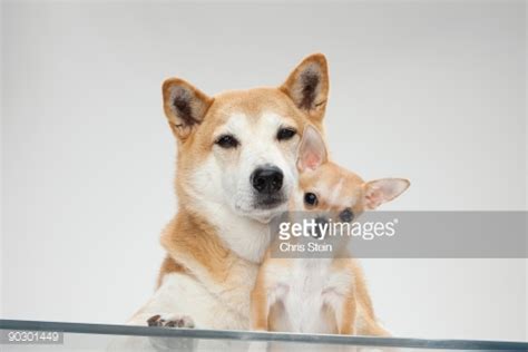 Two Dogs Cuddling Stock Photo Getty Images
