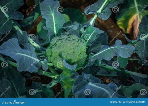 Harvest Ready Broccoli Plant On A Farm Stock Image Image Of Ready