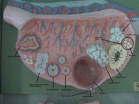 Psc Anatomy And Physiology 2 Labeled Ovary Model