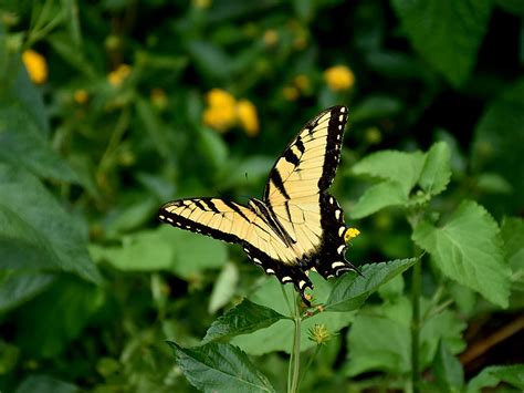 Notice that the male black swallowtail's yellow line is made of totally separate spots. Yellow Tiger Swallowtail Butterfly Photograph by Chris Mercer