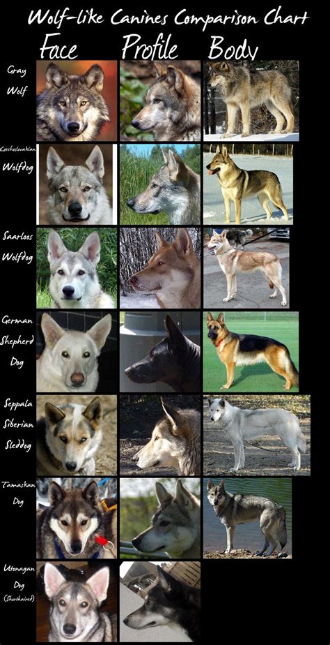 Wolf Like Dogs Chart Huge By Hdevers On Deviantart Wolf Dog Native