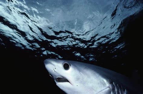 Life Of Bigeye Thresher Shark Life Of Sea