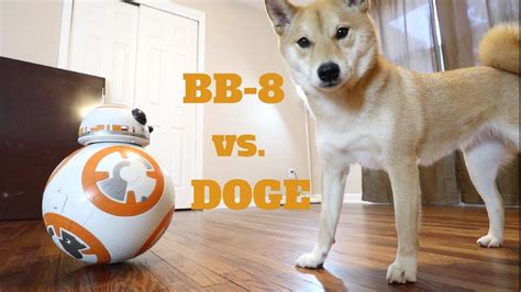 Baby doge coin is built on binance smart chain with 5 second block speeds. Doge Actual Dog - apsgeyser