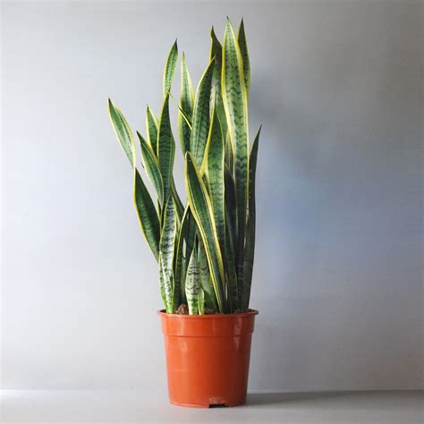 Can i put my geraniums outside now? Can You Use Coffee Grounds For Indoor Plants | Succulents ...