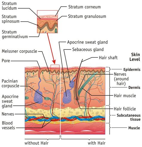 Describe The Structure And Function Of The Skin