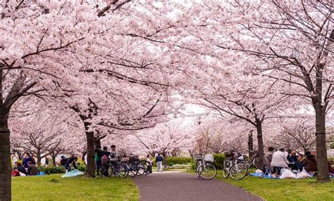 5 Best Places To See Cherry Blossoms In Japan Makemytrip Blog