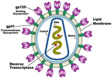 Hiv Virus Model Labeled