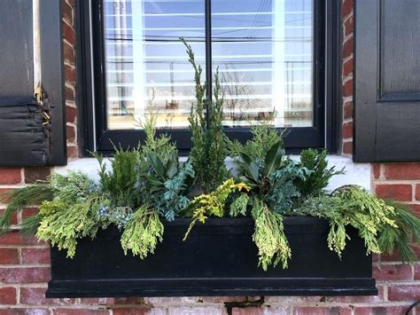 Winter Window Box Plants A Winter Planting Filed With Babies And