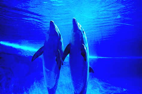 Free Blue Dolphins Stock Photo