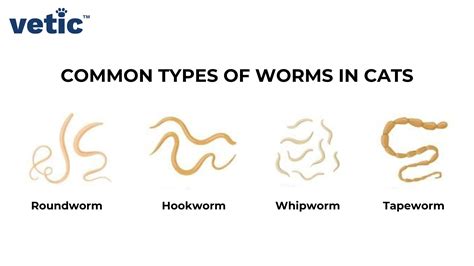 Deworming Your Cat Types And Signs Of Worms In Cats