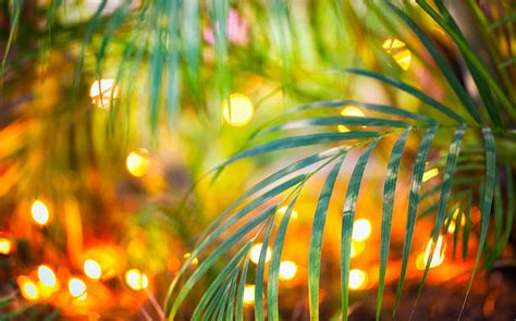 Christmas Palm Tree Stock Photos Pictures And Royalty Free Images Istock