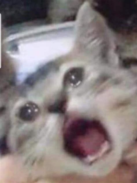 The Best 30 Crying Cat Meme Dalasitoppics