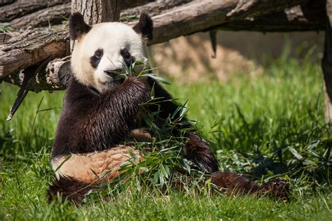 Wallpaper Grass Wildlife Zoo Red Panda Bamboo Bear Fauna