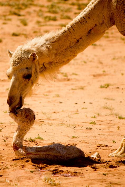 Newborn camel in the desert of Wadi Ram (Jordan) | Animali, Cammelli