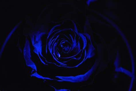 Wallpaper Rose Blue Rose Petals Dark Bud Hd Widescreen High